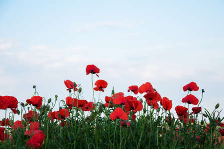 meadow with beautiful bright red poppy flowers in spring