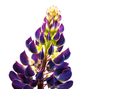 Lupine flowers isolated on a white backgroundの写真素材