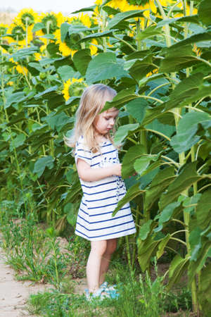 little girl on the field of sunflowersの写真素材