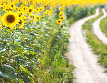 Summer meadow with beautiful yellow  sunflowers