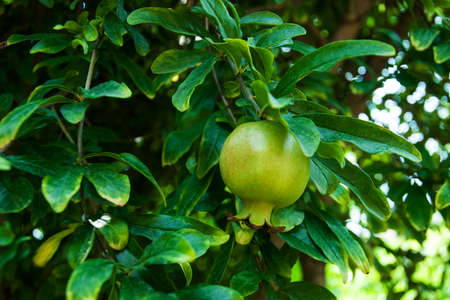 closeup of fresh green pomegranate growing on treeの写真素材
