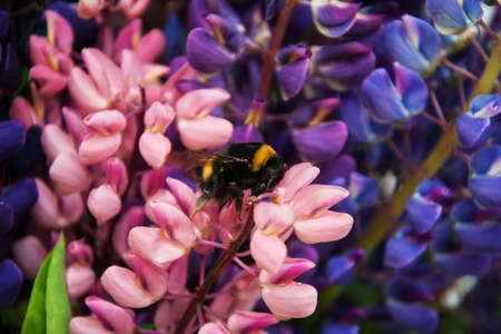 the bumblebee drinks nectar from a lupine flowers