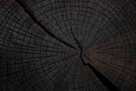 felling trees with cracks painted in blackの写真素材