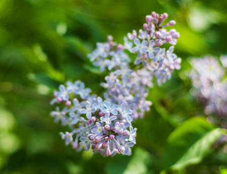 Purple lilac bush in the spring gardenの写真素材