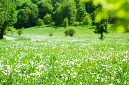 Spring dandelion flowers on the green  field