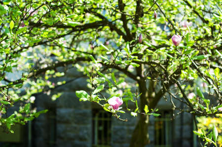 Tree with magnolia flowers in the gardenの写真素材