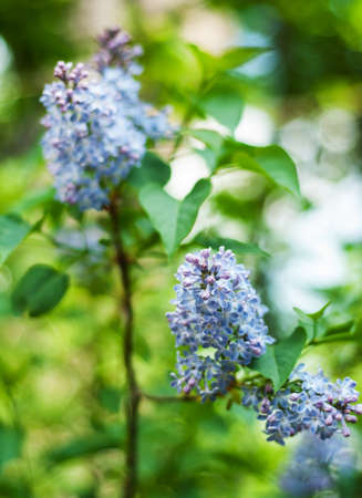 Purple lilac bush in the spring gardenの写真素材