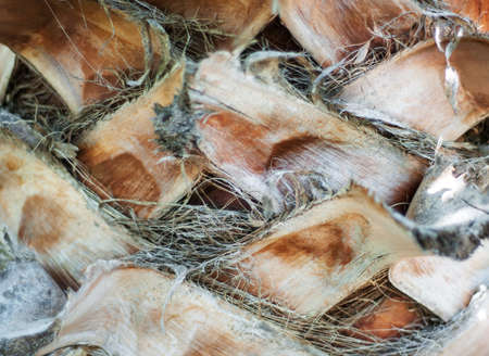 Bark of a palm tree - natural backgroundの写真素材