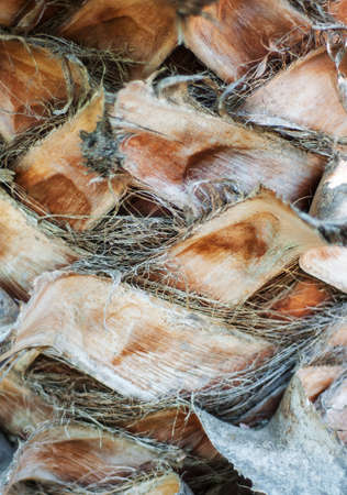 Bark of a palm tree - natural backgroundの写真素材