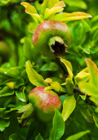 Pomegranate fruits on the branches of pomegranate treeの写真素材