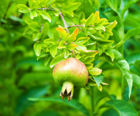 Pomegranate fruits on the branches of pomegranate treeの写真素材
