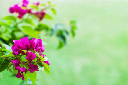 Pink bougainvillea flowers on a green natural backgroundの写真素材