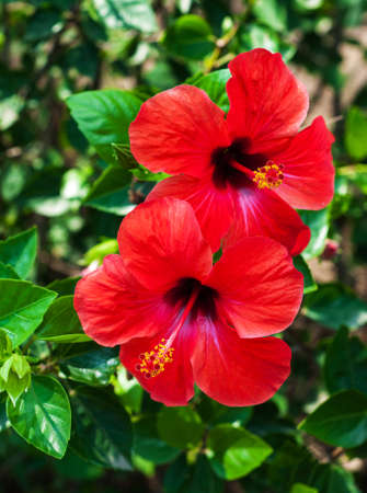Red hibiscus flowers on a natural green backgroundの写真素材