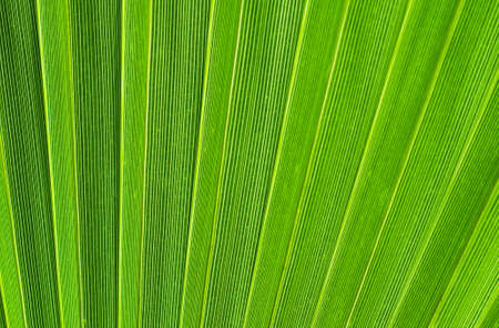 Green palm leaves - natural backgroundの写真素材