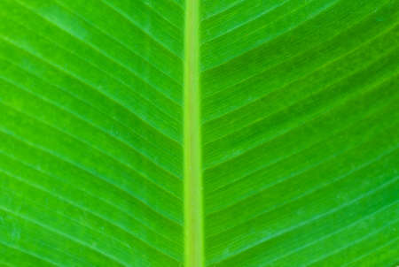 Green palm leaves - natural backgroundの写真素材