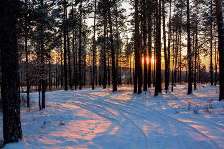 Beautiful winter sunset with trees in the snow, pine forest, winterの写真素材