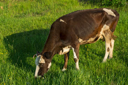 The adult black-and-white cow stands on a green meadowの写真素材