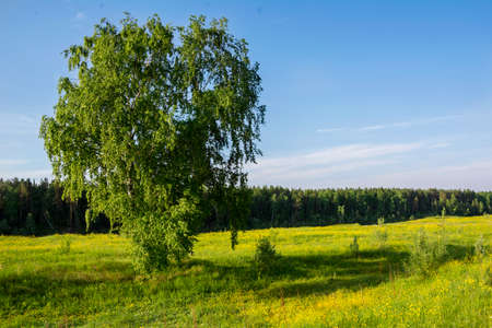 Summer sunny day on a green meadow with a yellow flowers and with treeの写真素材