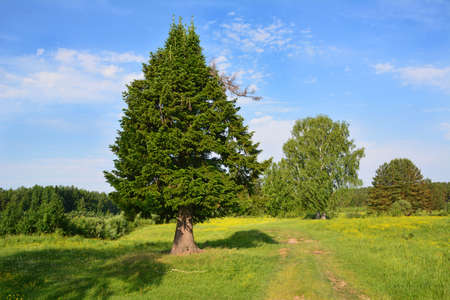 blossoming green meadow with high fir tree and blue skyの写真素材