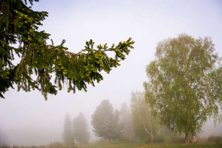 Morning mist. Spruce branch. The silhouettes of the trees in the fog.の写真素材