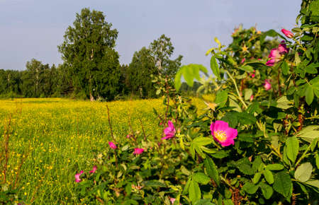 Blossoming flower of a dogrose.の写真素材
