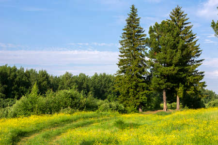 landscape with a green tunnel of trees on a pathの写真素材