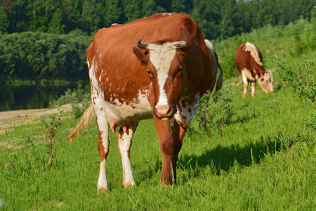 Group of cows grazing on grass fieldの写真素材