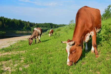 cows grazing on lush green pastureの写真素材