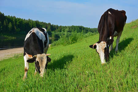 Cows grazing in a fresh green field with a blue skyの写真素材