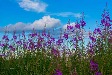 Epil?bium angustifolium (Koporye tea or Cham?rion angustif?lium) flowers and blue sky with white clouds like wads of cotton. Shallow depth of field.の写真素材