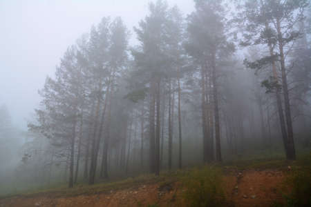 pine trees in mysterious misty fogの写真素材