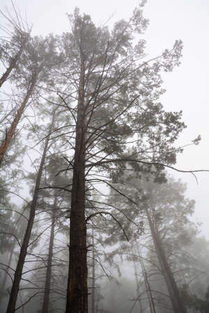 Tall pine trees in fog, trees in forest, warm light and fogの写真素材