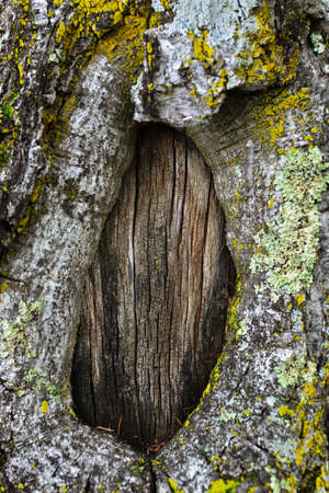 Dark hollow of old birch tree close-up. Birch tree bark texture. Damage to the bark of a tree like a...