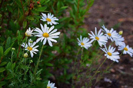 Early summer Flowers. Field daisy flowersの写真素材