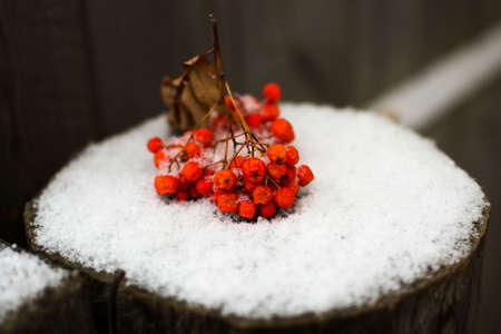 A red rowan-berry branch lies on the brown stump and first snowの写真素材