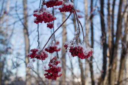 Close up of bunches of rowan berries with ice crystalsの写真素材