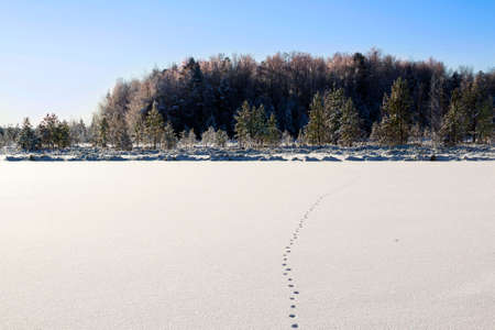 Traces of a animal on a snow. A print of paws on a winter floorの写真素材