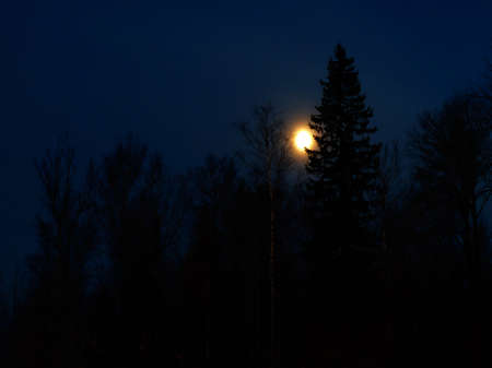 Winter night with full moon and tree. Deep dark forest in the evening with treesの写真素材