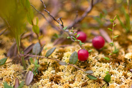 Red berries of cranberries on damp moss. Cranberry in autumn forest, background. A plan of a carp, a...