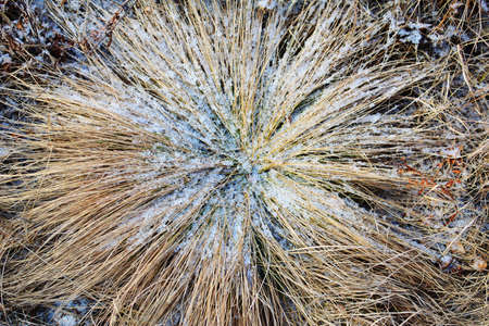 Grass covered with fresh white frost at the beginning of winter in december