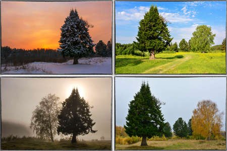 Four seasons spring, summer, autumn, winter trees collage with borderの写真素材