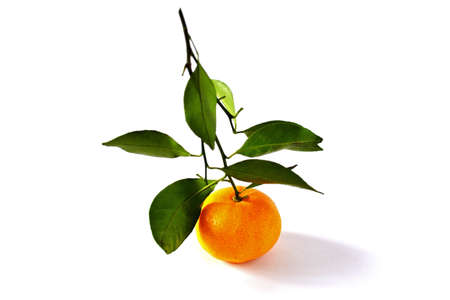 Organic Tangerine isolated on pure white backgroundの写真素材