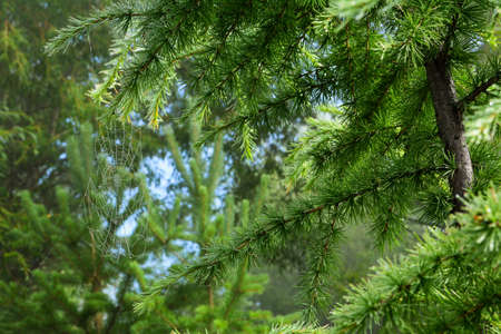 Spruce twig with spider web. Coniferous forest. Nature background.