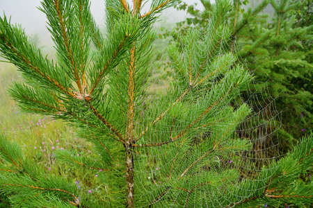 Pine branch and spider webs. Spider web on pineの写真素材