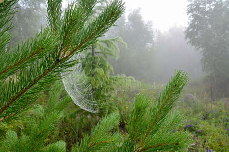 Pine needles and a web covered with hoarfrostの写真素材