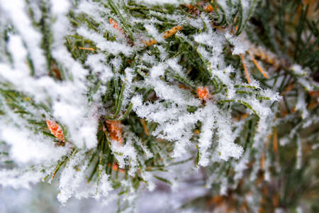 Natural background from winter forest. Close-up of The Pine. Spruce branches covered with snow