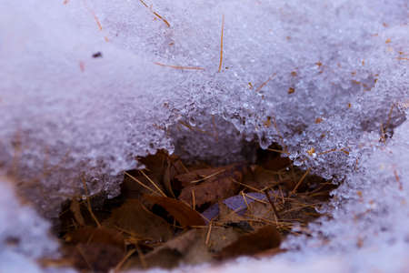 Natural winter background. Snow and yellow leaves. Close-up.