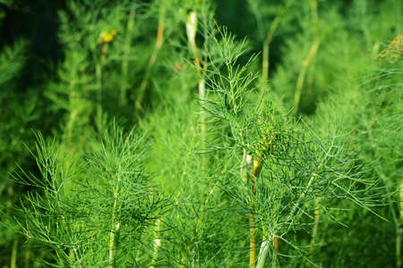 Macro of fresh green dillの写真素材