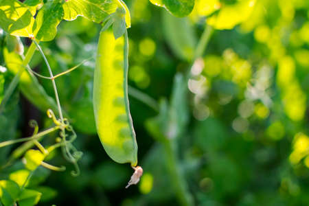 Natural summer background, fresh bright green pea pods on a pea plants in a garden.の写真素材