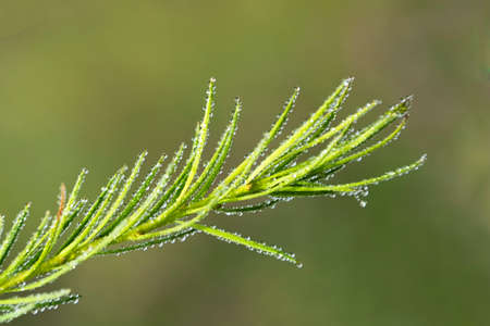 Closeup of larch tree branch with needles and dew dropsの写真素材